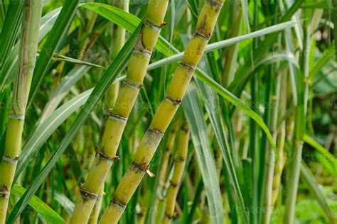 Sugarcane field plant green natural background 24270153 Stock Photo at Vecteezy