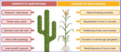 Xerophytes and Hydrophytes Diagram | Quizlet