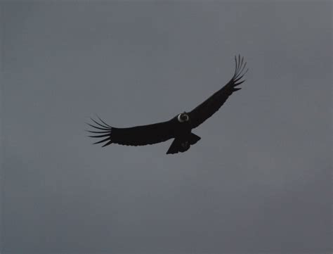 geno's blog: Torres del Paine - Wildlife