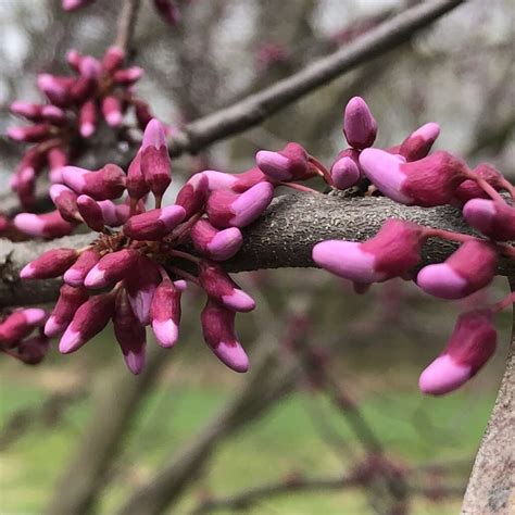 Cercis canadensis – Gino's Nursery