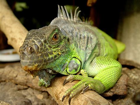 10 Pet Lizards That Don’t Need to Eat Live Food | PetHelpful