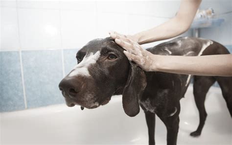 How To De-Skunk Your Dog - Park Centre Animal Hospital