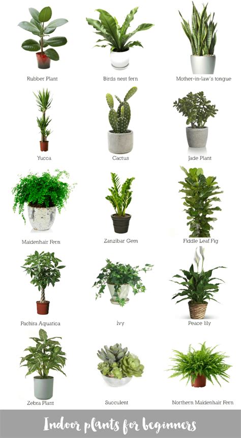 My top 10 blog posts for 2016 | House plants indoor, Best indoor plants, Inside plants