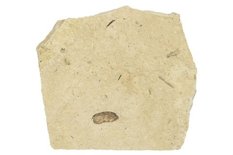 .30" Fossil Beetle (Coleoptera) Elytron - Bois d’Asson, France (#254225 ...