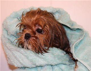 Giving Baths to a Shih Tzu | Proper Bathing Techniques