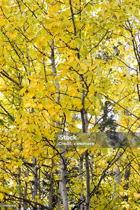 Aspen Fall Leaves Background Stock Photo - Download Image Now ...