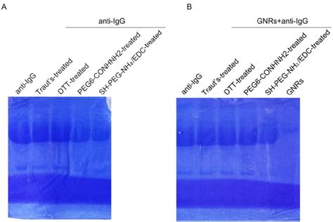 Figure S1: Gel electrophoresis and Coomassie brilliant blue staining of ...