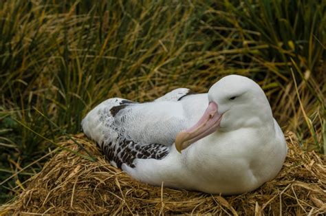 60+ Albatross Wingspan Stock Photos, Pictures & Royalty-Free Images - iStock