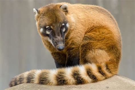 Coati - A-Z Animals