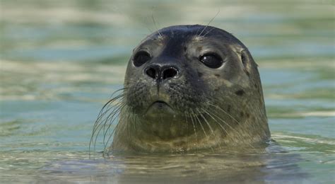 What Sound Does a Sea Lion Make: Discover the Vocalizations - Sea Ocean Info