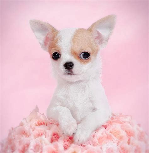 Gallery For > Cute Apple Head Chihuahua