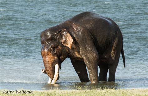 Nature & Wildlife – Classic Sri Lanka