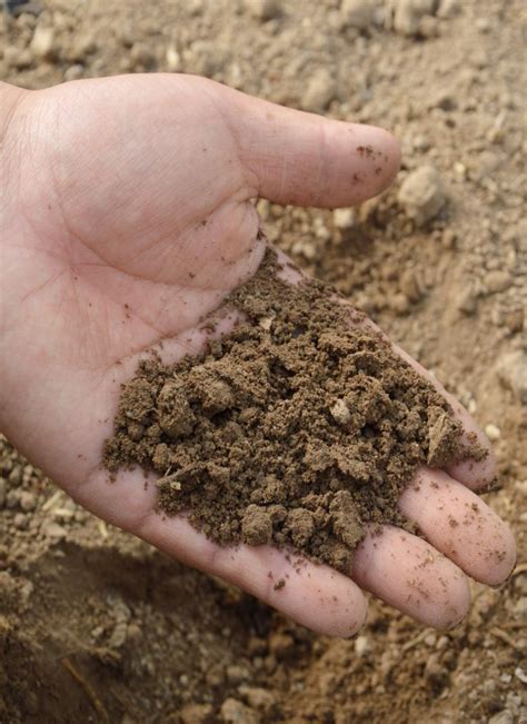 How to know your type of garden soil - pH, chalky, sandy or loamy.