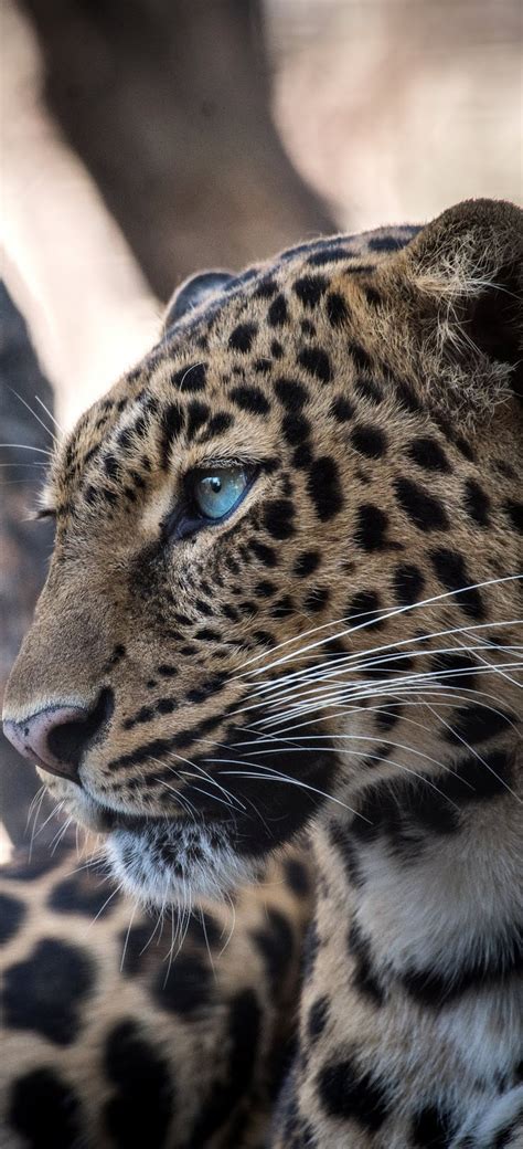 A leopard jaguar hybrid face portrait - About Wild Animals