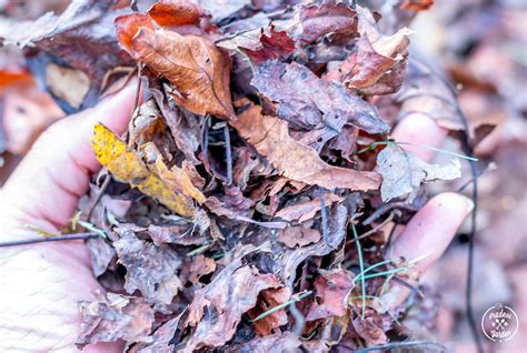 Compost Leaves For Great Soil