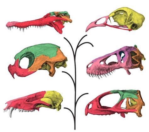 More Like Modules: T. Rex Had A Flexible Skull | Science 2.0