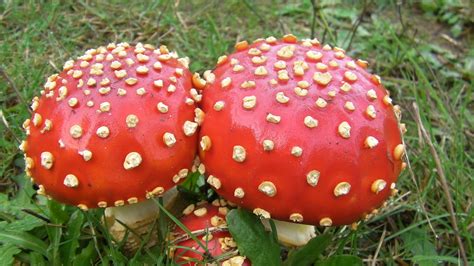 amanita | Adventures in Natural Beekeeping