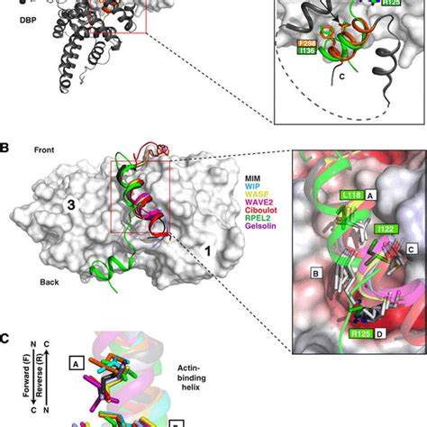 Structural comparison with known G-actin-binding proteins. (A) Left:... | Download Scientific ...