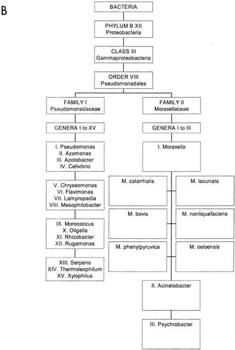 Moraxella catarrhalis: from emerging to established pathogen. - Abstract - Europe PMC