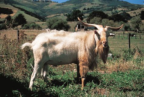 Cashmere goat | Soft, Luxurious Fibers, Wool Production | Britannica