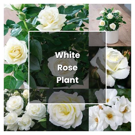 How to Grow White Rose Plant - Plant Care & Tips | NorwichGardener