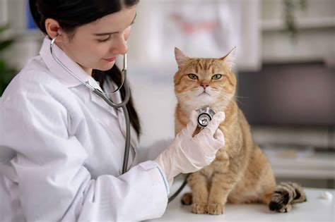 Everything You Need To Know About Cat Antibiotics – KeyPetCare.com