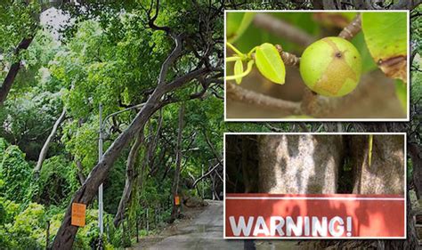 Manchineel: The world’s most dangerous tree can kill you | Travel News | Travel | Express.co.uk