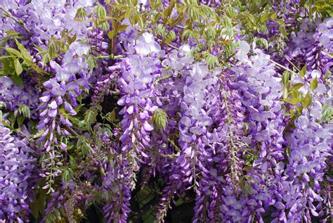 Wisteria Vine Seeds Highly Prized Flowering Plant for - Etsy