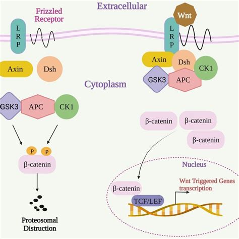 The Wnt/β‐catenin signaling pathway. APC, An antigen‐presenting cell;... | Download Scientific ...