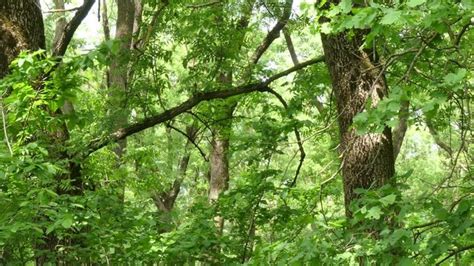 Forest-Steppe 影像 – 瀏覽 62,513 個素材庫相片、向量圖和影片 | Adobe Stock