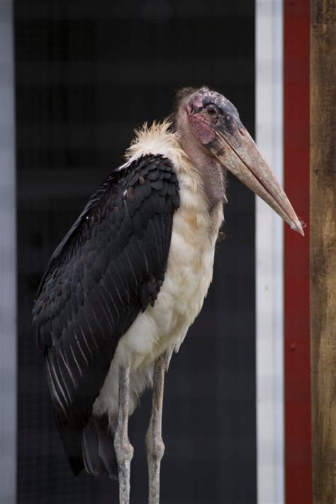 Marabou Stork - Home