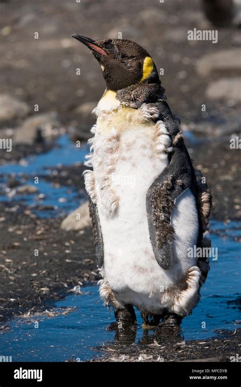 Molting king penguin hi-res stock photography and images - Alamy