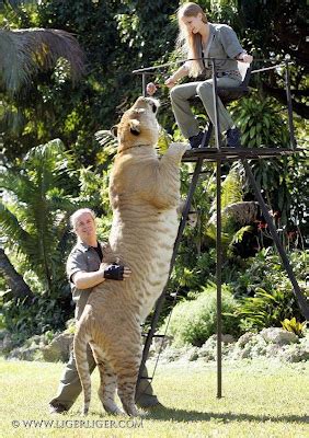 The Adventure's Of Ralph: If you love Ligers!