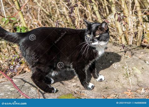 Black Cat with Beautiful Fur and White Chest and Paws Looks Like a Cat with Smoking Standing in ...