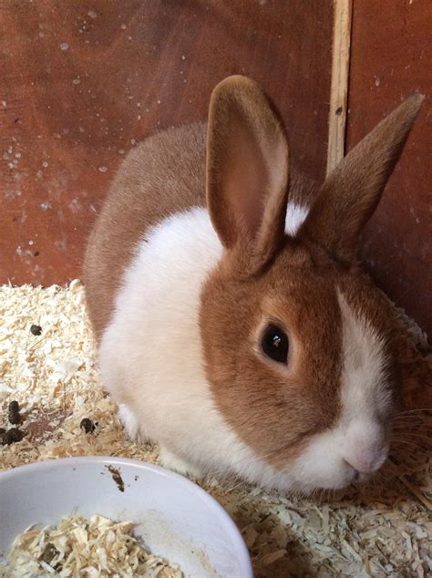 Dutch For Sale | Rabbits | Breed Information | Omlet