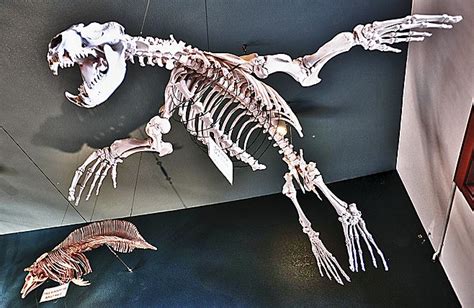 Stellar Sea Lion Skeleton