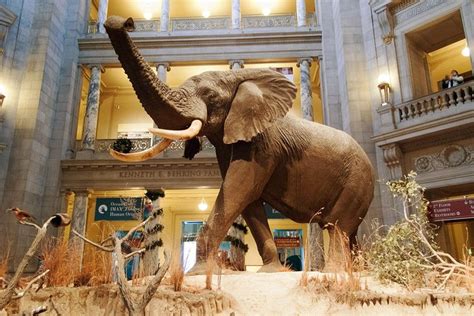 Washington DC Smithsonian Museum of Natural History Guided Tour - Hellotickets