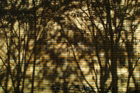 Tree shadows on the wall stock photo. Image of architecture - 45369616