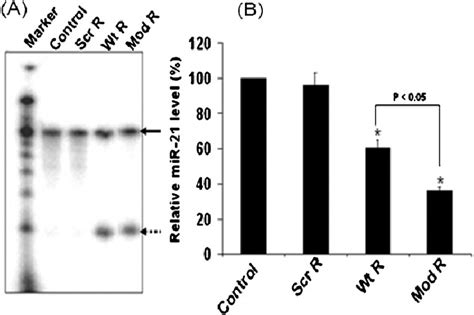 Cleavage activities of synthetic ribozymes. (A) In vitro cleavage... | Download Scientific Diagram