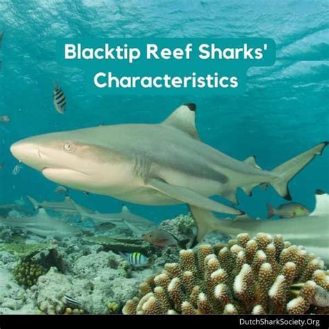 Blacktip Reef Sharks Facts And Info Guide - Dutch Shark Society