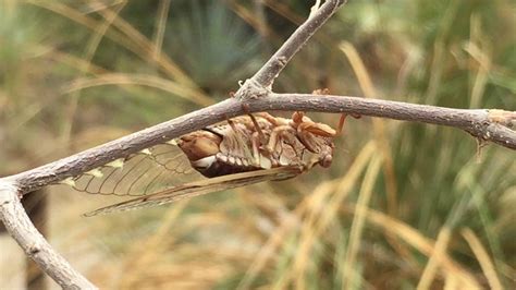 Desert Cicada Laying Eggs - YouTube