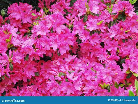 Pink Azalea Flowers stock photo. Image of fresh, season - 39848164