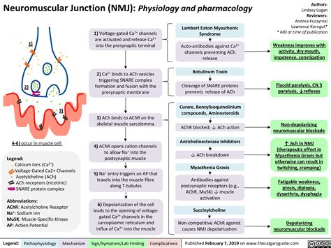 Neuromuscular Junction (NMJ): Physiology and pharmacology | Calgary Guide