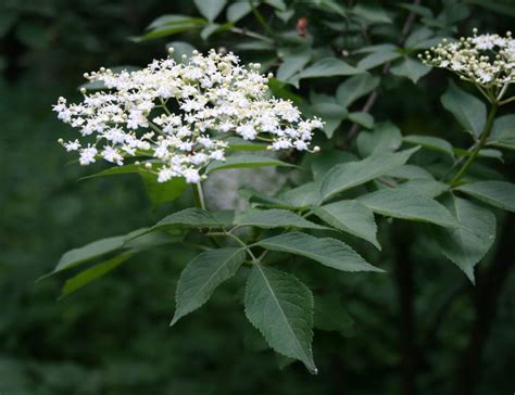 Sambucus nigra (Black Elder, Elder, Elderberry, European Elderberry ...