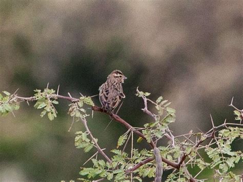 Jos Plateau Indigobird - eBird