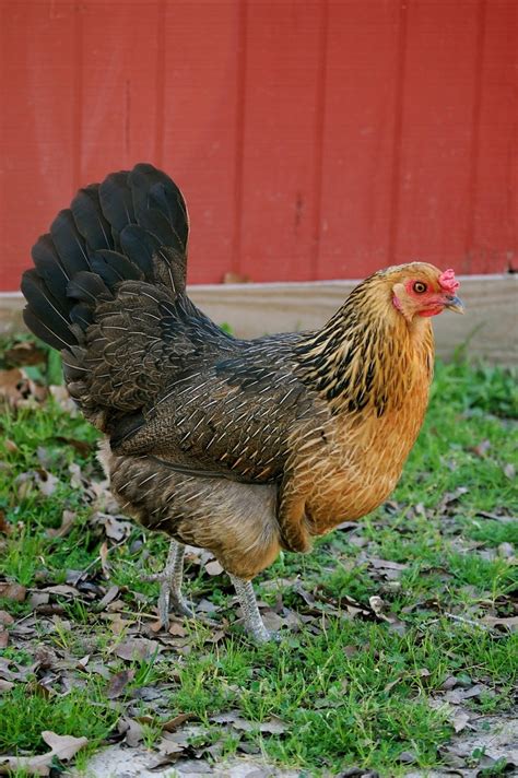 Ameraucana Chicken Rooster