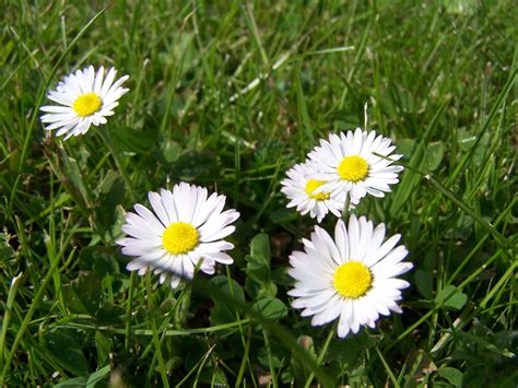 5 daisies in the grass Free Photo Download | FreeImages