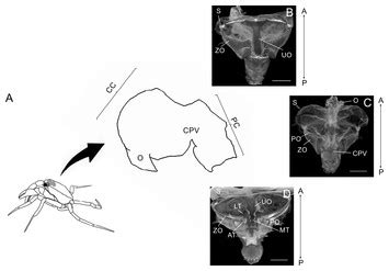 A comparative study of the gastric ossicles of Trichodactylidae crabs (Brachyura: Decapoda) with ...