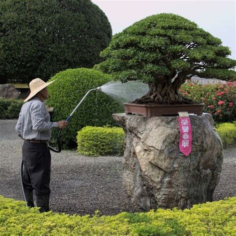 Top watering tips - Bonsai Tree (Pty) Ltd.