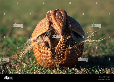 Three banded armadillo rolling up into defensive ball {Tolypeutes ...